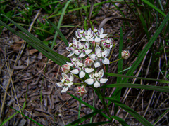 Asclepias cucullata subsp. scabrifolia image