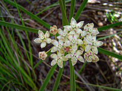 Asclepias cucullata subsp. scabrifolia image