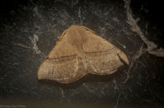 Panacela syntropha