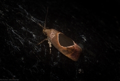 Hoplomorpha abalienella