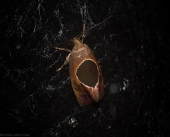Hoplomorpha abalienella