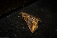 Plusiodonta arctipennis