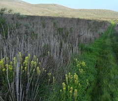 Castilleja hololeuca