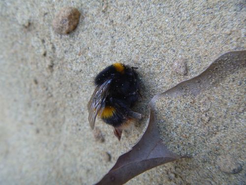 Photo of Buff-tailed Bumble Bee (Bombus terrestris)
