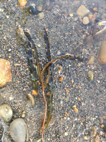 Potamogeton maackianus iNat (1)