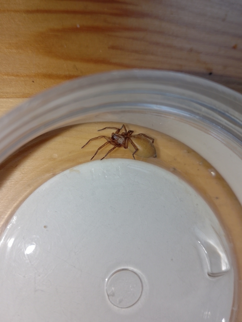 Drassodes pubescens