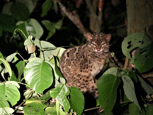 Marbled Cat