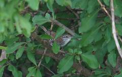 Thryophilus pleurostictus