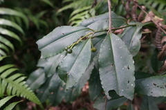 Ardisia virens