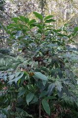 Ardisia virens