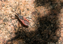 Rhynocoris ventralis ventralis