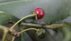 Ardisia virens