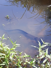 Anguilla dieffenbachii