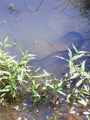 Anguilla dieffenbachii