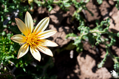 Mutisia sinuata