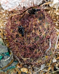 Echinomastus erectocentrus erectocentrus