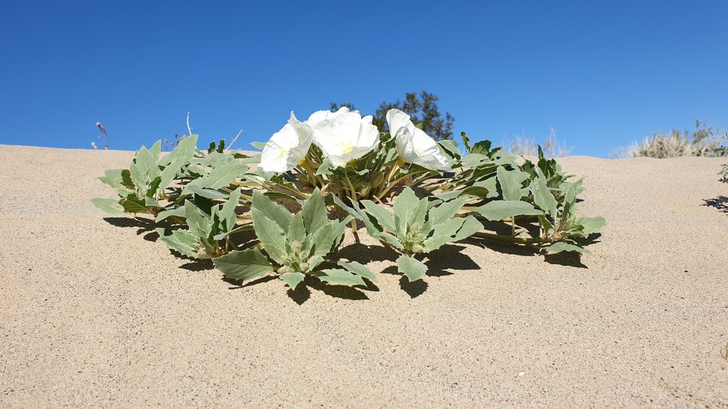 Oenothera sect. Anogra