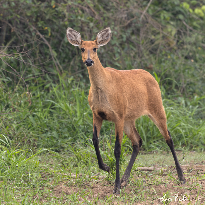Marsh Deer