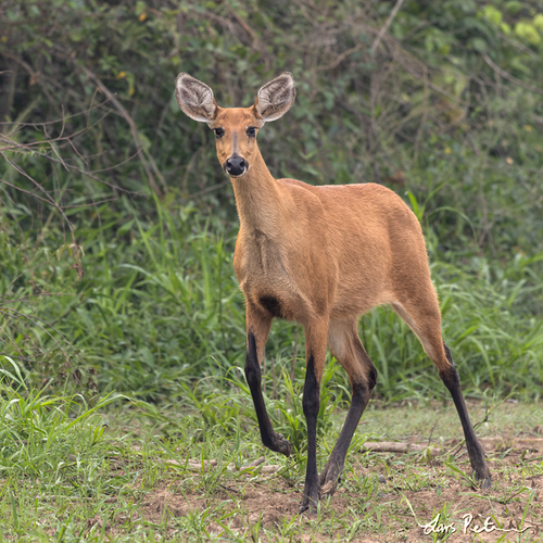 Marsh Deer