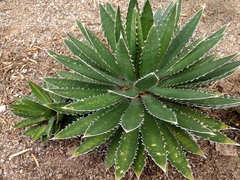Agave horrida