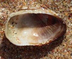 Barbatia novaezealandiae