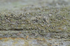 Hypocenomyce scalaris
