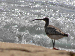 Numenius phaeopus phaeopus