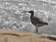 Numenius phaeopus phaeopus