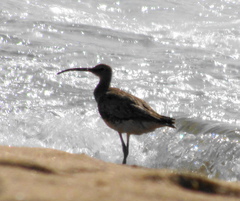 Numenius phaeopus phaeopus