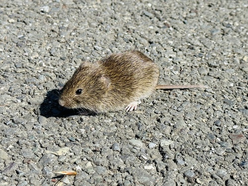 California Vole