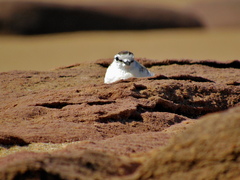 Charadrius marginatus mechowi