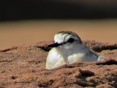 Charadrius marginatus mechowi