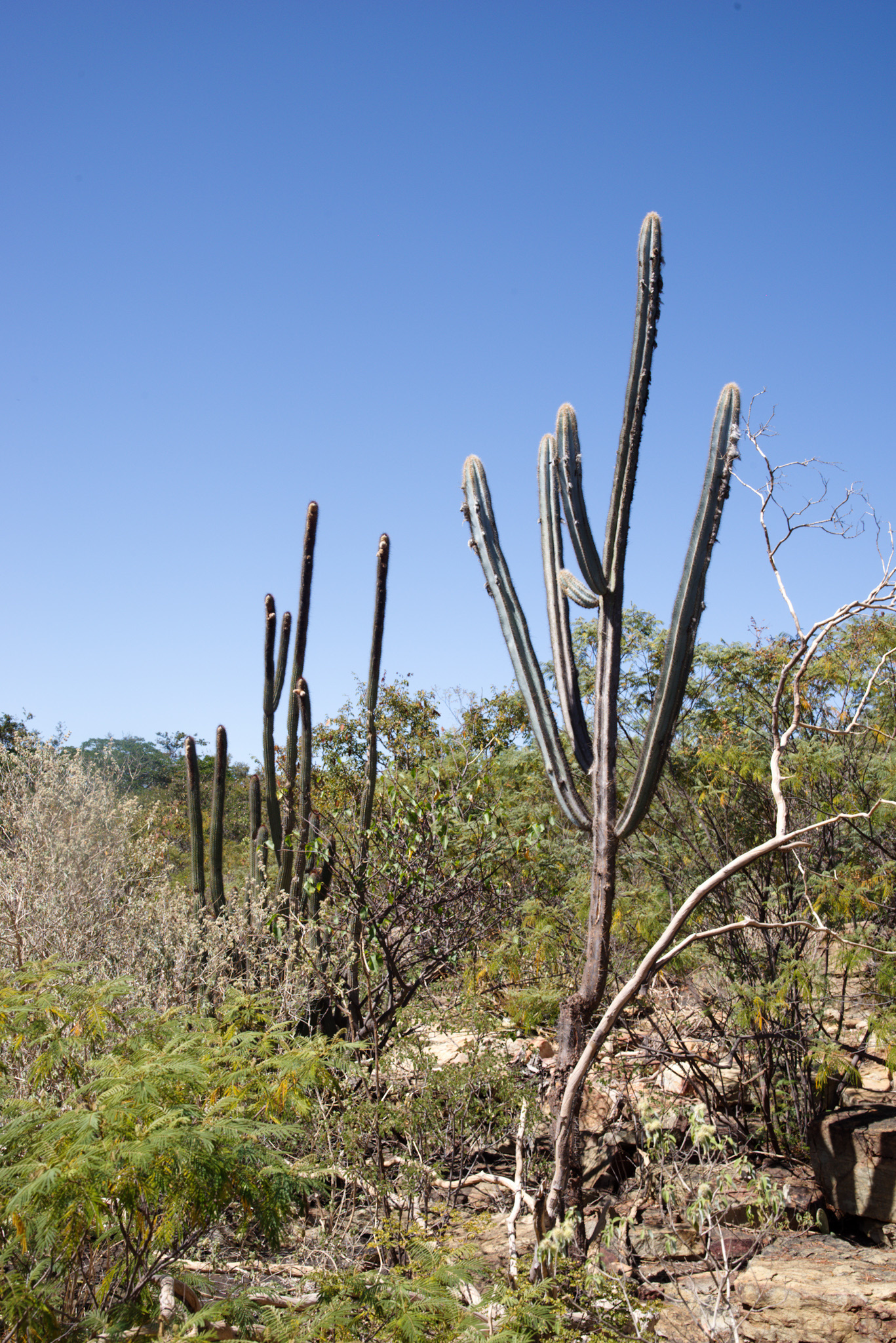 Pilosocereus pachycladus