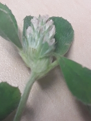 Trifolium arvense