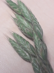 Bromus hordeaceus
