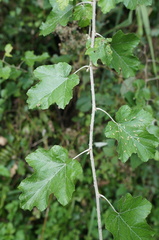 Rubus arachnoideus
