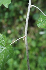 Rubus arachnoideus