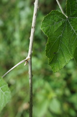 Rubus arachnoideus