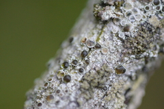 Lichenoconium lecanorae
