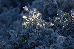 Astragalus miguelensis