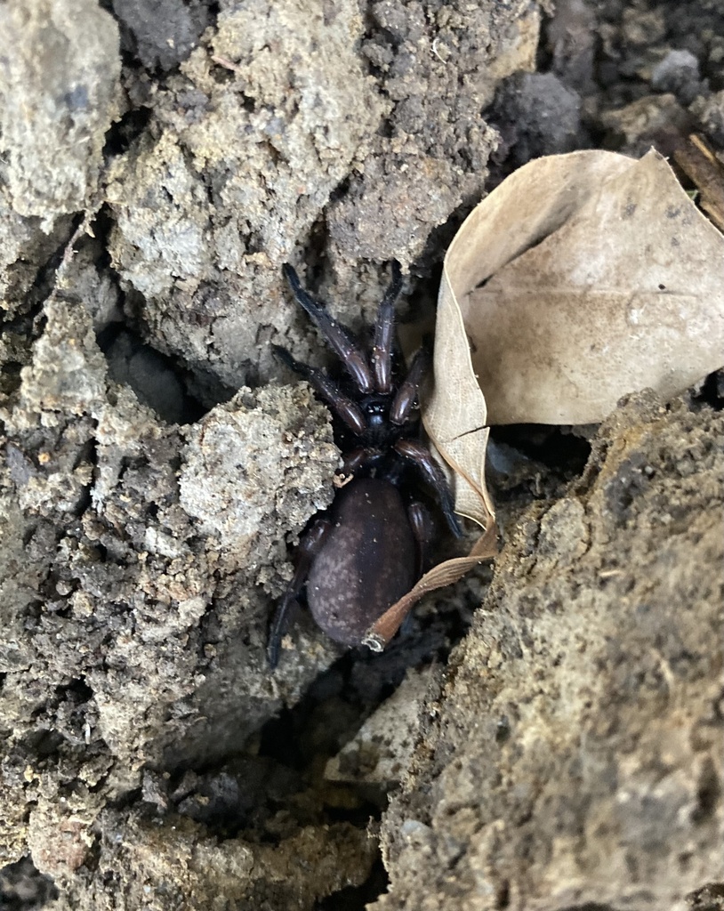 Chenistonia in July 2023 by albalupus · iNaturalist