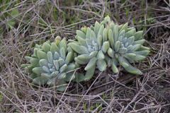 Dudleya greenei