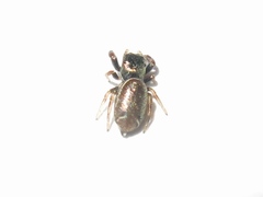 Sassacus vitis