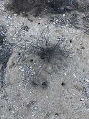 Perognathinae