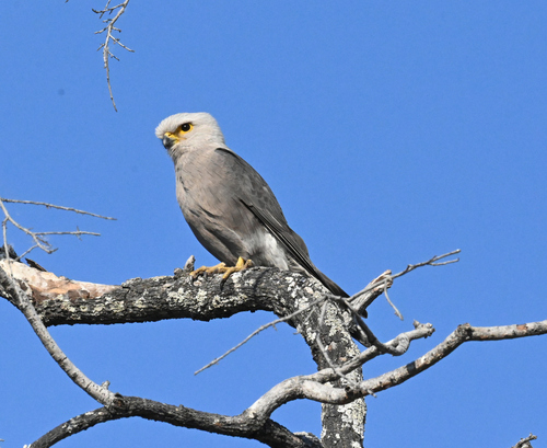Dickinson's Kestrel