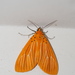 橙擬燈蛾 - Photo 由 羅忠良 所上傳的 (c) 羅忠良，保留部份權利CC BY-NC