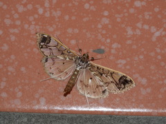 Polythlipta divaricata