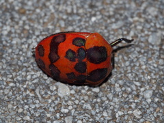 Poecilocoris druraei
