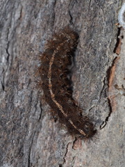 Creatonotos transiens vacillans