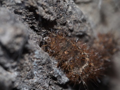 Creatonotos transiens vacillans